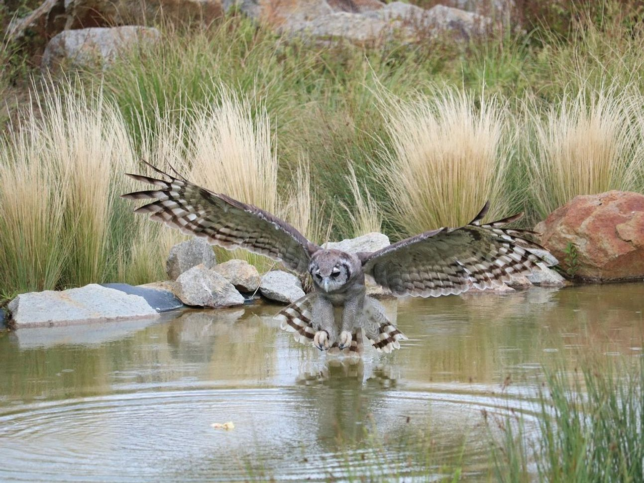Sight Fishing Clear Water