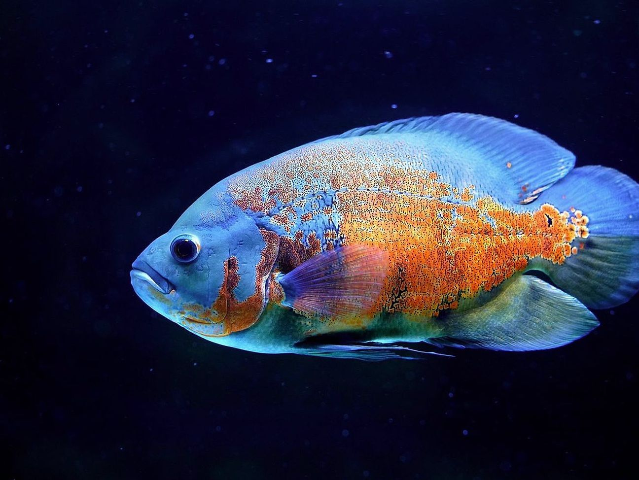 Catch and Release Best Practices